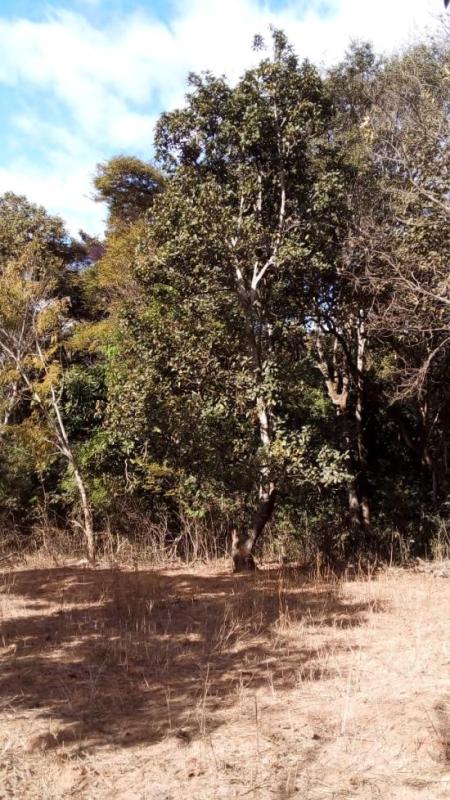 chacara-venda-satelite-juatuba-1136887