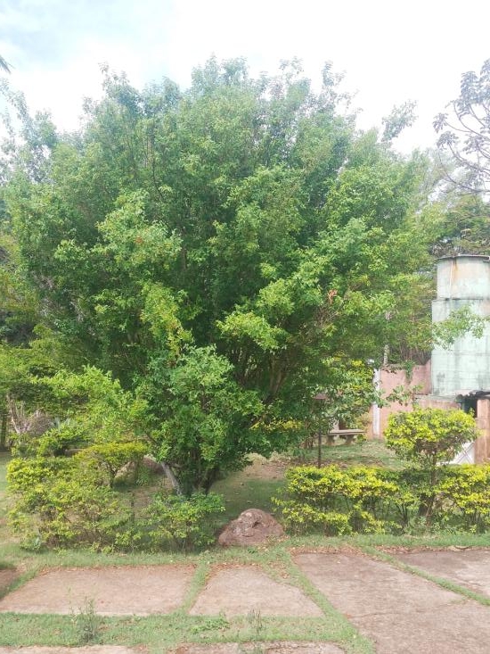 sitio-venda-vivenda-santa-monica-igarape-1137134